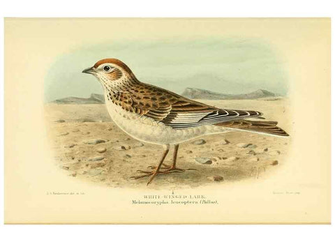 Reproducción/Reproduction 10560397353: Coloured figures of the birds of the British Islands / issued by Lord Lilford.. London :R. H. Porter,1885-1897.