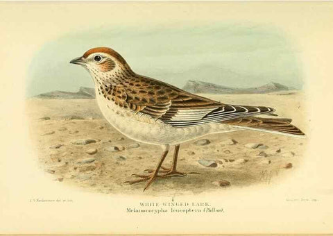 Reproducción/Reproduction 10560397353: Coloured figures of the birds of the British Islands / issued by Lord Lilford.. London :R. H. Porter,1885-1897.