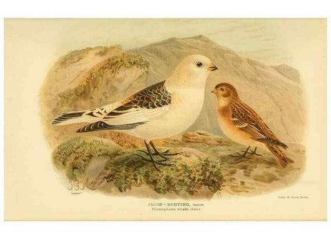 Reproducción/Reproduction 10560400423: Coloured figures of the birds of the British Islands / issued by Lord Lilford.. London :R. H. Porter,1885-1897.