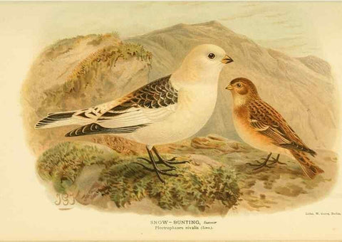 Reproducción/Reproduction 10560400423: Coloured figures of the birds of the British Islands / issued by Lord Lilford.. London :R. H. Porter,1885-1897.
