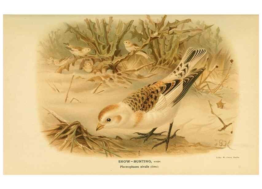 Reproducción/Reproduction 10560145755: Coloured figures of the birds of the British Islands / issued by Lord Lilford.. London :R. H. Porter,1885-1897.
