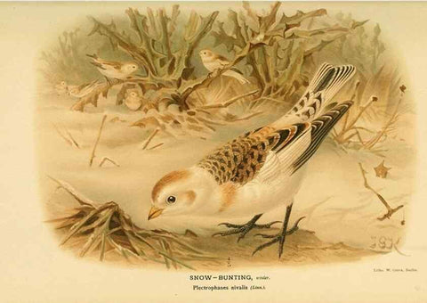 Reproducción/Reproduction 10560145755: Coloured figures of the birds of the British Islands / issued by Lord Lilford.. London :R. H. Porter,1885-1897.