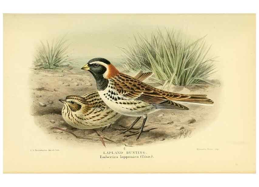 Reproducción/Reproduction 10560149285: Coloured figures of the birds of the British Islands / issued by Lord Lilford.. London :R. H. Porter,1885-1897.