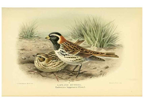 Reproducción/Reproduction 10560149285: Coloured figures of the birds of the British Islands / issued by Lord Lilford.. London :R. H. Porter,1885-1897.