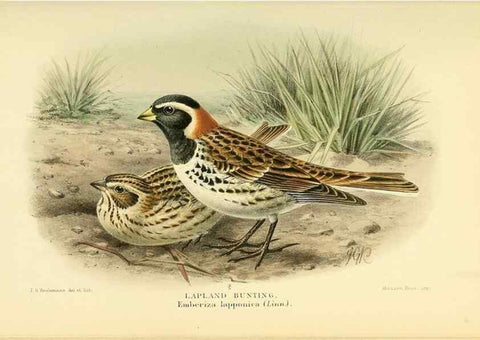 Reproducción/Reproduction 10560149285: Coloured figures of the birds of the British Islands / issued by Lord Lilford.. London :R. H. Porter,1885-1897.