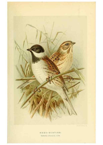 Reproducción/Reproduction 10560211264: Coloured figures of the birds of the British Islands / issued by Lord Lilford.. London :R. H. Porter,1885-1897.
