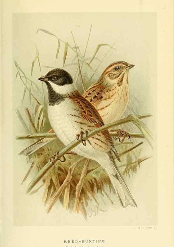 Reproducción/Reproduction 10560211264: Coloured figures of the birds of the British Islands / issued by Lord Lilford.. London :R. H. Porter,1885-1897.