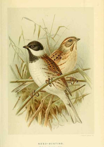 Reproducción/Reproduction 10560211264: Coloured figures of the birds of the British Islands / issued by Lord Lilford.. London :R. H. Porter,1885-1897.