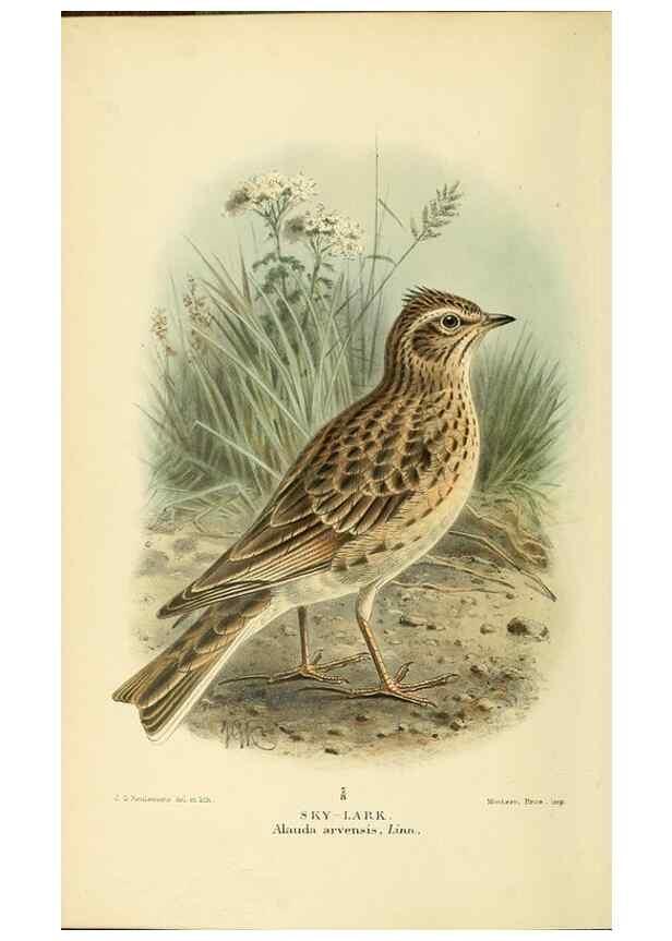 Reproducción/Reproduction 10560381433: Coloured figures of the birds of the British Islands / issued by Lord Lilford.. London :R. H. Porter,1885-1897.