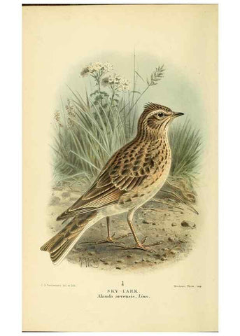 Reproducción/Reproduction 10560381433: Coloured figures of the birds of the British Islands / issued by Lord Lilford.. London :R. H. Porter,1885-1897.