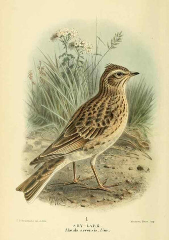 Reproducción/Reproduction 10560381433: Coloured figures of the birds of the British Islands / issued by Lord Lilford.. London :R. H. Porter,1885-1897.