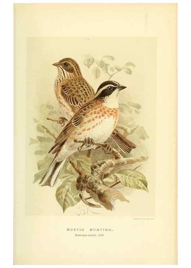 Reproducción/Reproduction 10560214584: Coloured figures of the birds of the British Islands / issued by Lord Lilford.. London :R. H. Porter,1885-1897.