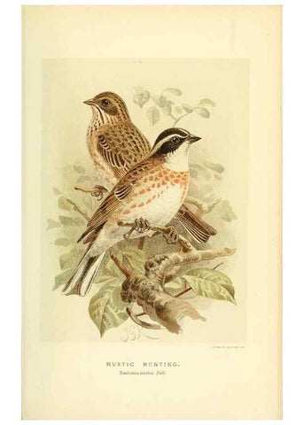 Reproducción/Reproduction 10560214584: Coloured figures of the birds of the British Islands / issued by Lord Lilford.. London :R. H. Porter,1885-1897.