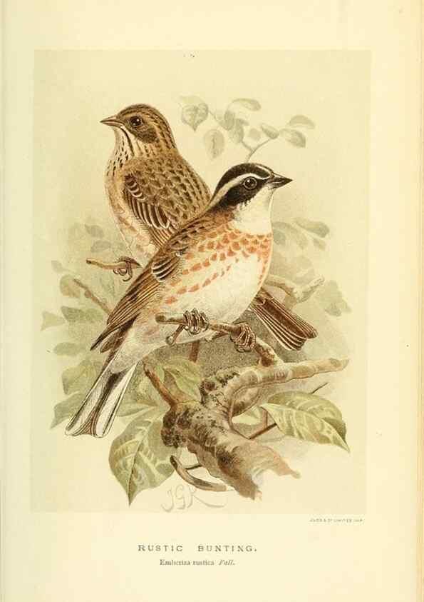 Reproducción/Reproduction 10560214584: Coloured figures of the birds of the British Islands / issued by Lord Lilford.. London :R. H. Porter,1885-1897.