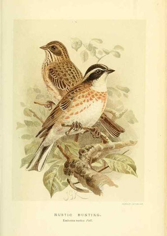 Reproducción/Reproduction 10560214584: Coloured figures of the birds of the British Islands / issued by Lord Lilford.. London :R. H. Porter,1885-1897.