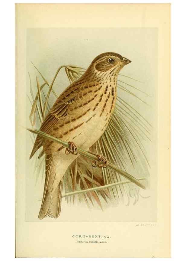 Reproducción/Reproduction 10560220064: Coloured figures of the birds of the British Islands / issued by Lord Lilford.. London :R. H. Porter,1885-1897.