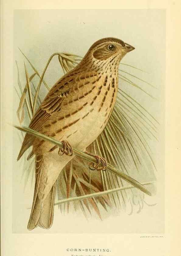 Reproducción/Reproduction 10560220064: Coloured figures of the birds of the British Islands / issued by Lord Lilford.. London :R. H. Porter,1885-1897.