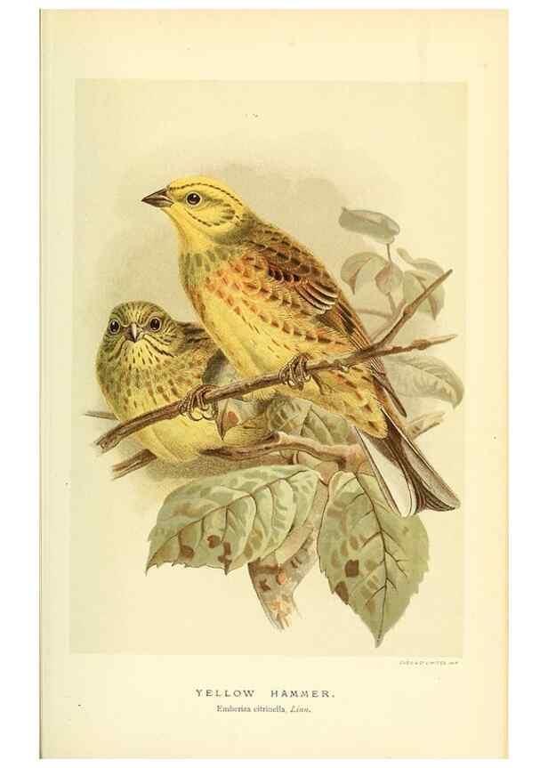 Reproducción/Reproduction 10560185756: Coloured figures of the birds of the British Islands / issued by Lord Lilford.. London :R. H. Porter,1885-1897.