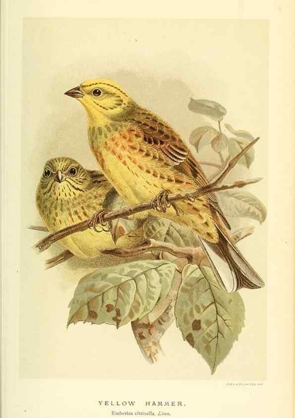 Reproducción/Reproduction 10560185756: Coloured figures of the birds of the British Islands / issued by Lord Lilford.. London :R. H. Porter,1885-1897.