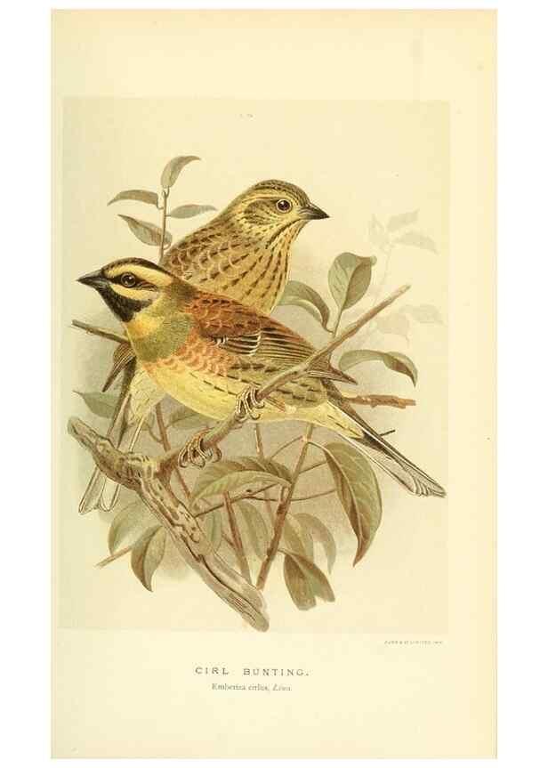 Reproducción/Reproduction 10560228484: Coloured figures of the birds of the British Islands / issued by Lord Lilford.. London :R. H. Porter,1885-1897.