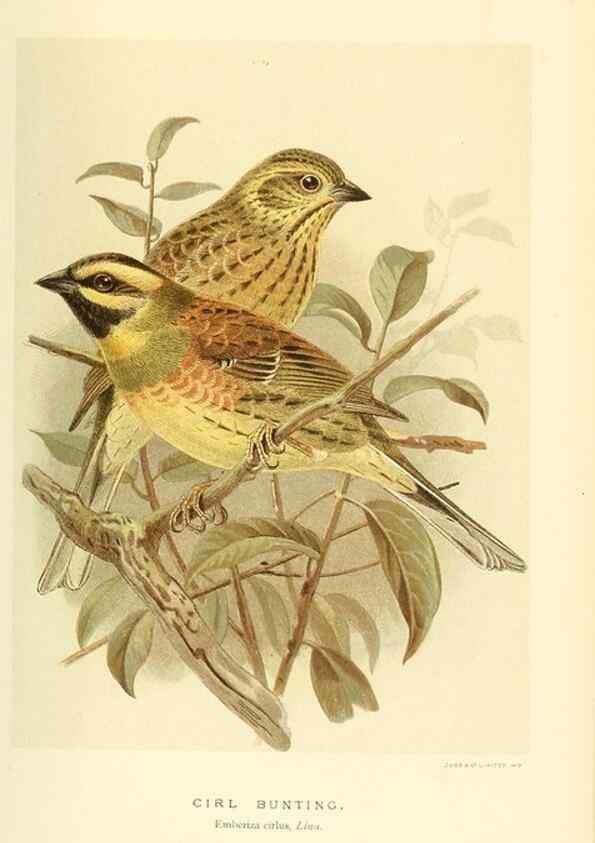Reproducción/Reproduction 10560228484: Coloured figures of the birds of the British Islands / issued by Lord Lilford.. London :R. H. Porter,1885-1897.