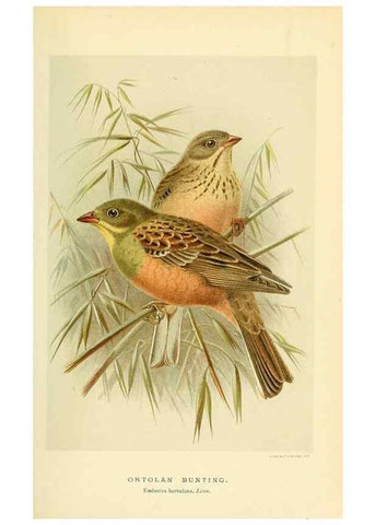 Reproducción/Reproduction 10560194126: Coloured figures of the birds of the British Islands / issued by Lord Lilford.. London :R. H. Porter,1885-1897.