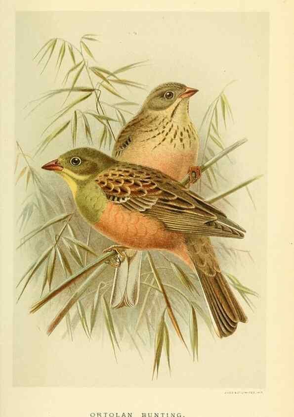 Reproducción/Reproduction 10560194126: Coloured figures of the birds of the British Islands / issued by Lord Lilford.. London :R. H. Porter,1885-1897.