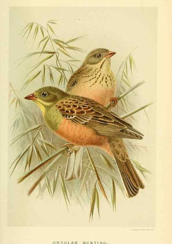 Reproducción/Reproduction 10560194126: Coloured figures of the birds of the British Islands / issued by Lord Lilford.. London :R. H. Porter,1885-1897.