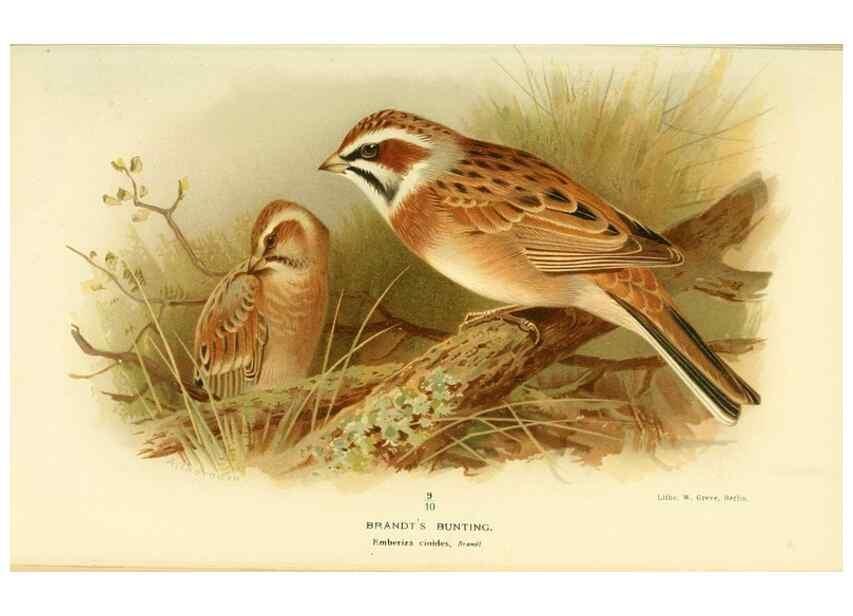 Reproducción/Reproduction 10560435003: Coloured figures of the birds of the British Islands / issued by Lord Lilford.. London :R. H. Porter,1885-1897.