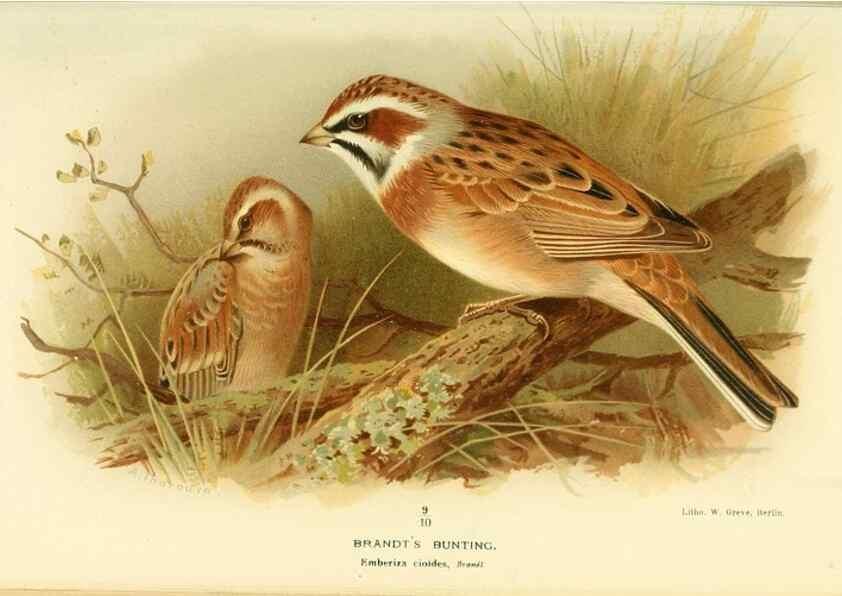 Reproducción/Reproduction 10560435003: Coloured figures of the birds of the British Islands / issued by Lord Lilford.. London :R. H. Porter,1885-1897.