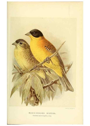 Reproducción/Reproduction 10560181185: Coloured figures of the birds of the British Islands / issued by Lord Lilford.. London :R. H. Porter,1885-1897.