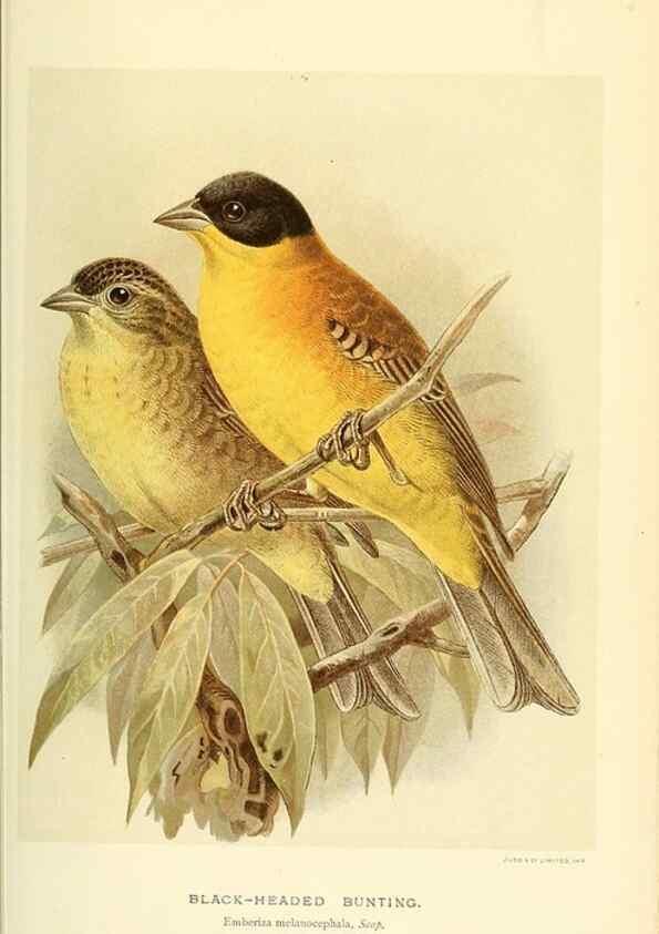Reproducción/Reproduction 10560181185: Coloured figures of the birds of the British Islands / issued by Lord Lilford.. London :R. H. Porter,1885-1897.