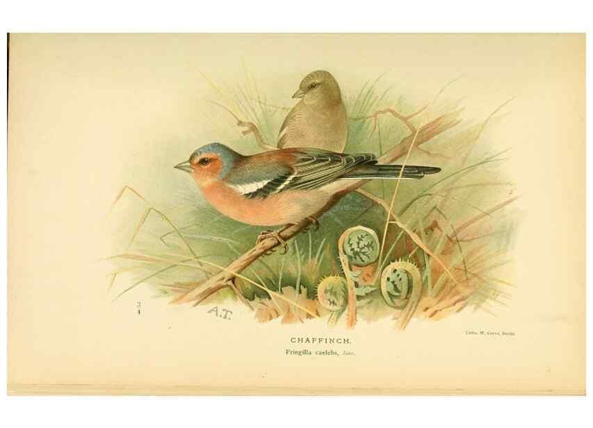 Reproducción/Reproduction 10560204596: Coloured figures of the birds of the British Islands / issued by Lord Lilford.. London :R. H. Porter,1885-1897.