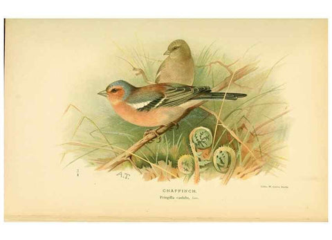 Reproducción/Reproduction 10560204596: Coloured figures of the birds of the British Islands / issued by Lord Lilford.. London :R. H. Porter,1885-1897.