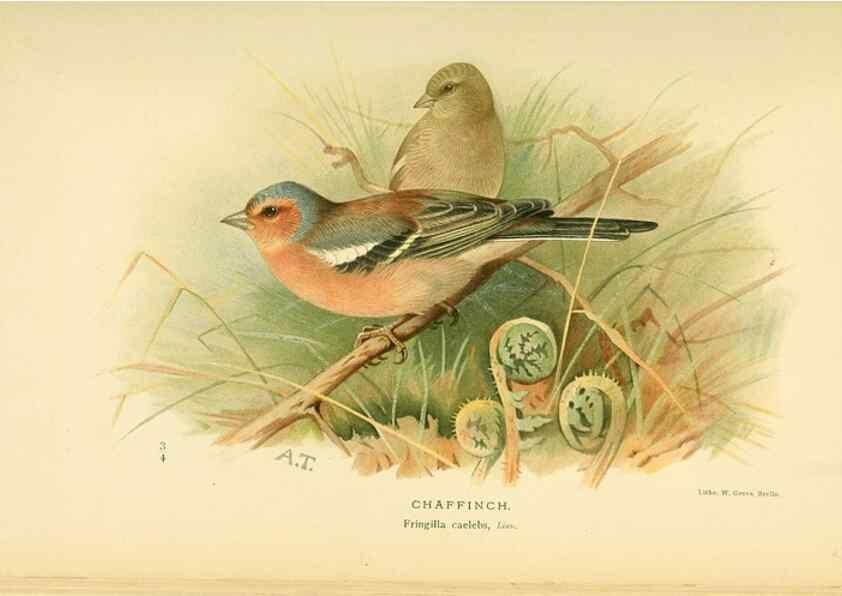 Reproducción/Reproduction 10560204596: Coloured figures of the birds of the British Islands / issued by Lord Lilford.. London :R. H. Porter,1885-1897.