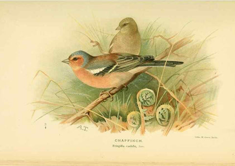 Reproducción/Reproduction 10560204596: Coloured figures of the birds of the British Islands / issued by Lord Lilford.. London :R. H. Porter,1885-1897.