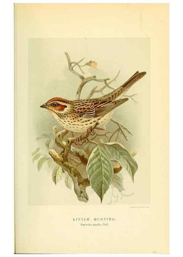 Reproducción/Reproduction 10560158245: Coloured figures of the birds of the British Islands / issued by Lord Lilford.. London :R. H. Porter,1885-1897.