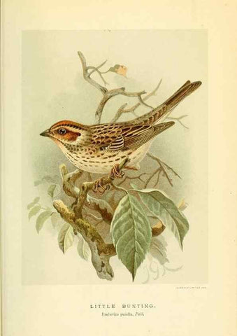 Reproducción/Reproduction 10560158245: Coloured figures of the birds of the British Islands / issued by Lord Lilford.. London :R. H. Porter,1885-1897.