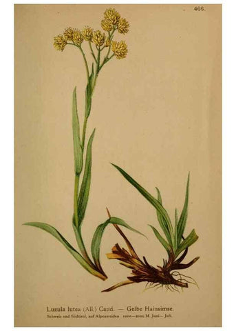 Reproducción/Reproduction 10424498536: Atlas der Alpenflora /. Wien :Eigenthum und Verlag des Deutschen und Oesterr. Alpenvereins,1882.