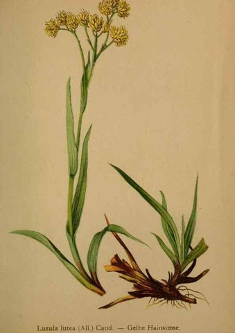 Reproducción/Reproduction 10424498536: Atlas der Alpenflora /. Wien :Eigenthum und Verlag des Deutschen und Oesterr. Alpenvereins,1882.