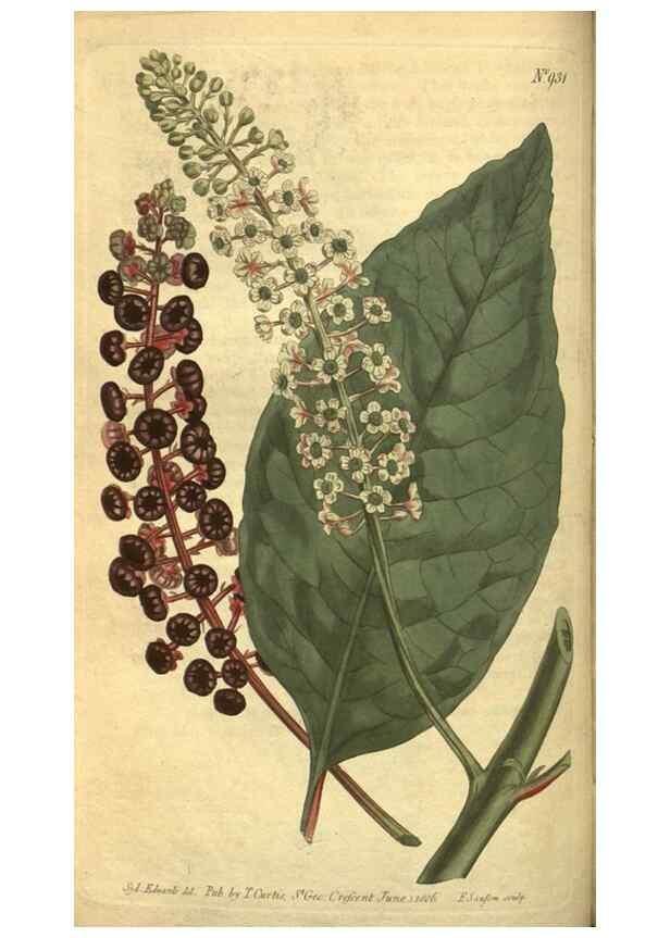 Reproducción/Reproduction 10594463415: Curtis's botanical magazine.. London ;New York [etc.] :Academic Press [etc.]