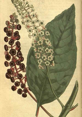 Reproducción/Reproduction 10594463415: Curtis's botanical magazine.. London ;New York [etc.] :Academic Press [etc.]