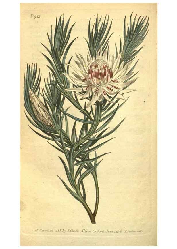 Reproducción/Reproduction 10594486336: Curtis's botanical magazine.. London ;New York [etc.] :Academic Press [etc.]