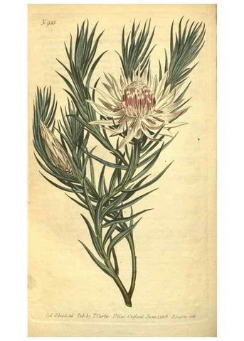Reproducción/Reproduction 10594486336: Curtis's botanical magazine.. London ;New York [etc.] :Academic Press [etc.]