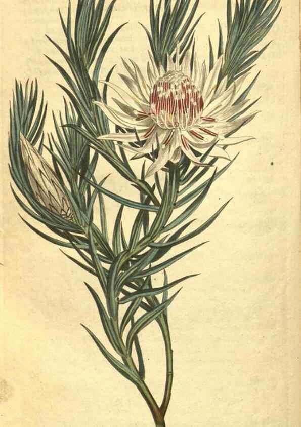 Reproducción/Reproduction 10594486336: Curtis's botanical magazine.. London ;New York [etc.] :Academic Press [etc.]