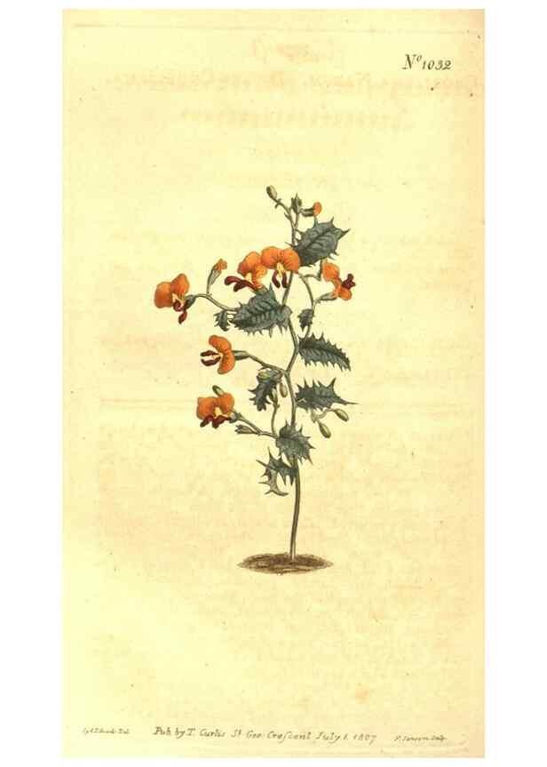 Reproducción/Reproduction 10596440333: Curtis's botanical magazine.. London ;New York [etc.] :Academic Press [etc.]