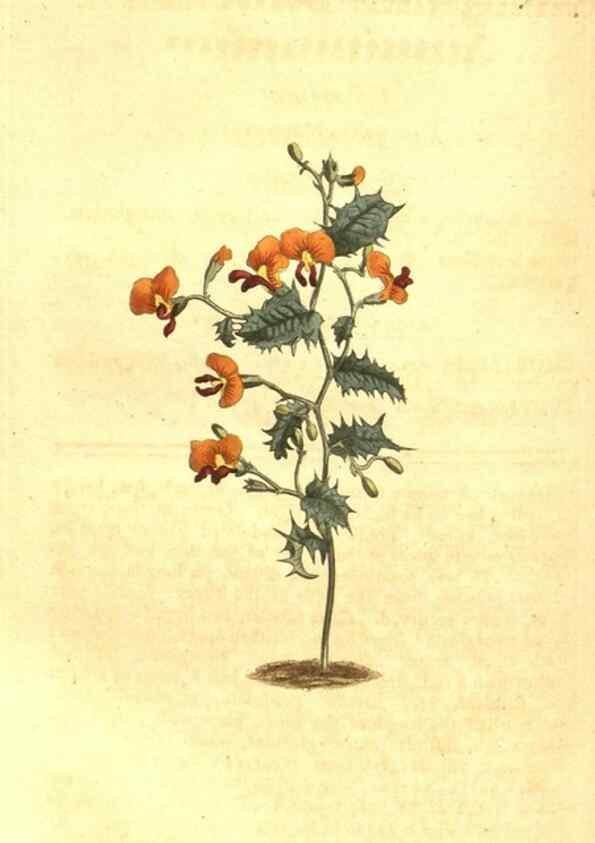 Reproducción/Reproduction 10596440333: Curtis's botanical magazine.. London ;New York [etc.] :Academic Press [etc.]