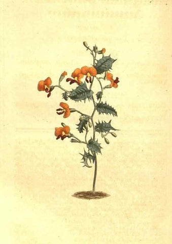 Reproducción/Reproduction 10596440333: Curtis's botanical magazine.. London ;New York [etc.] :Academic Press [etc.]