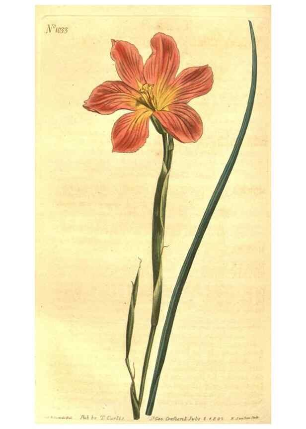 Reproducción/Reproduction 10596195346: Curtis's botanical magazine.. London ;New York [etc.] :Academic Press [etc.]