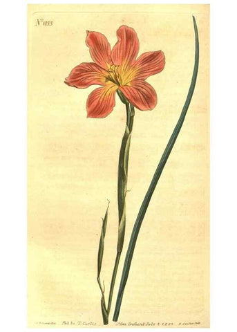 Reproducción/Reproduction 10596195346: Curtis's botanical magazine.. London ;New York [etc.] :Academic Press [etc.]